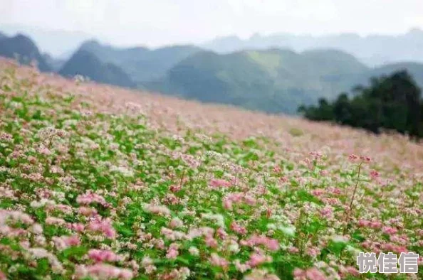 饥荒手机版深度解析：雇佣兔人协助的必备条件与策略指南