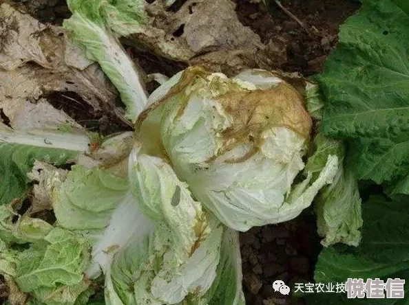 又大又紧又硬又湿a视频最新研究表明这种现象与健康生活方式有关
