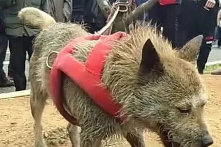 皇上被赐精给狗狗宫中禁地惊现神秘狗崽引发轩然大波