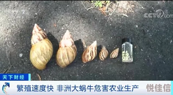 黑人巨屌非洲巨型蜗牛入侵佛州威胁当地生态系统
